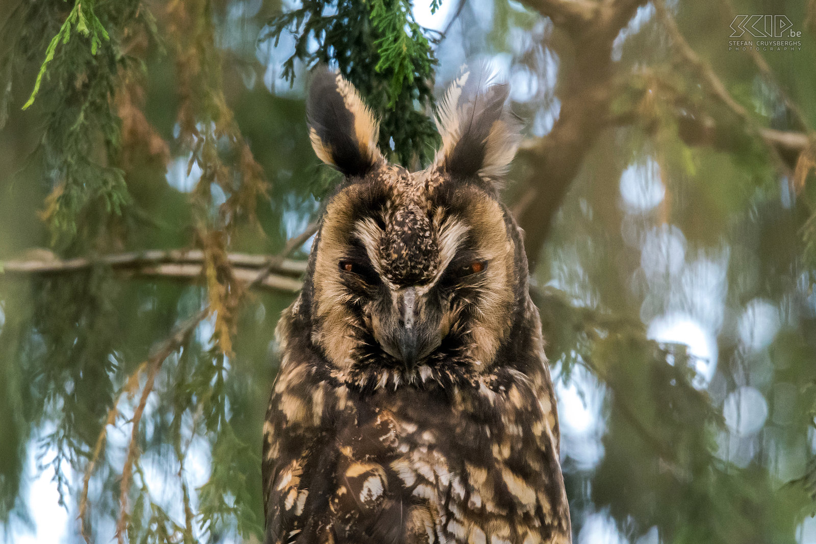 Bale Mountains - Dinsho - Ethiopische ransuil close-up De Ethiopische ransuil (Abyssinian owl, Asio abyssinicus abyssinicus) is een middelgrote nachtuil die voorkomt in de hooglanden (tot 3900m) van Ethiopië en noord Kenia. Stefan Cruysberghs